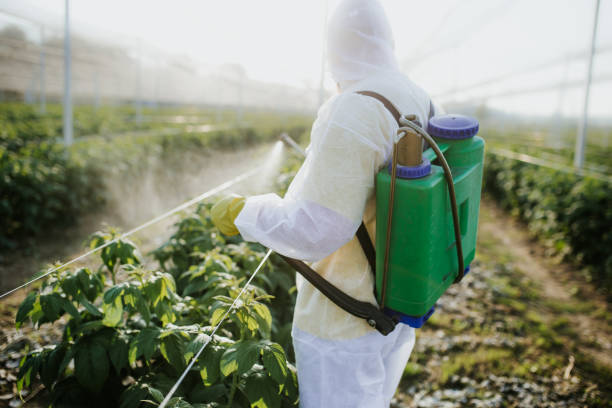 Wasp Removal Services in Mooreville, MS